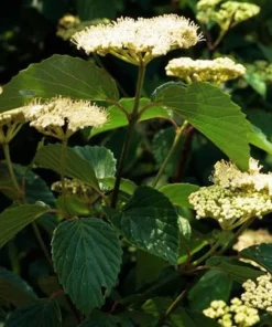 Arrowwood Viburnum (Viburnum dentatum) Live Shrub – 8-12in Tall in 3.5in Pot – Outdoor Native Shrub - Image 5