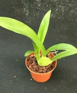 Arthurara Sea Snake 'Unforgettable' Orchid Live Plant – 2.5 inch Pot – Unusual Oncidium Type - Image 2