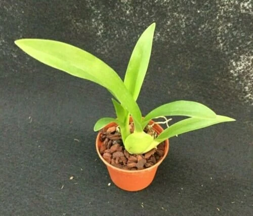 Arthurara Sea Snake 'Unforgettable' Orchid Live Plant – 2.5 inch Pot – Unusual Oncidium Type - Image 2