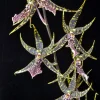 Arthurara Sea Snake 'Unforgettable' Orchid Live Plant – 2.5 inch Pot – Unusual Oncidium Type - Image 1