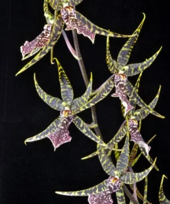 Arthurara Sea Snake 'Unforgettable' Orchid Live Plant – 2.5 inch Pot – Unusual Oncidium Type - Image 1