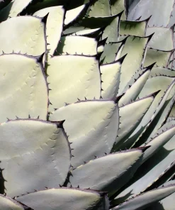 Artichoke Agave Seeds - Parryi Huachucensis Century Plant Succulent, 5 Seeds - Image 2