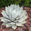 Artichoke Agave Seeds - Parryi Huachucensis Century Plant Succulent, 5 Seeds - Image 1