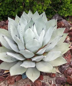 Artichoke Agave Seeds - Parryi Huachucensis Century Plant Succulent, 5 Seeds - Image 1