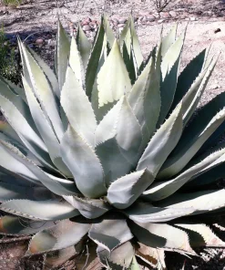 Artichoke Agave Seeds - Parryi Huachucensis Century Plant Succulent, 5 Seeds - Image 3