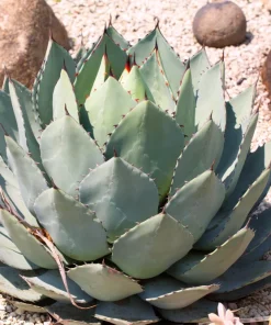 Artichoke Agave Seeds - Parryi Huachucensis Century Plant Succulent, 5 Seeds - Image 4