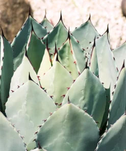 Artichoke Agave Seeds - Parryi Huachucensis Century Plant Succulent, 5 Seeds - Image 5