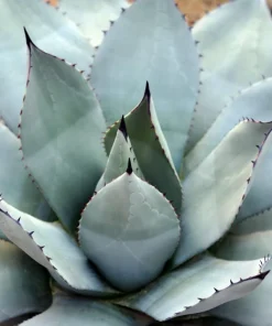 Artichoke Agave Seeds - Parryi Huachucensis Century Plant Succulent, 5 Seeds - Image 6