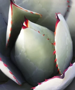 Artichoke Agave Seeds - Parryi Huachucensis Century Plant Succulent, 5 Seeds - Image 7