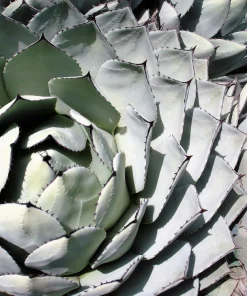 Artichoke Agave Seeds - Parryi Huachucensis Century Plant Succulent, 5 Seeds - Image 8