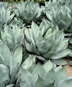 Artichoke Agave Seeds - Parryi Huachucensis Century Plant Succulent, 5 Seeds - Image 9