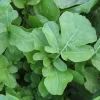 Arugula Roquette Seeds - Spicy Salad Herb, Annual, Approx. 1000 Seeds - Image 1