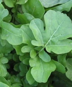Arugula Roquette Seeds - Spicy Salad Herb, Annual, Approx. 1000 Seeds - Image 1