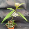Asclepias Perennis Live Plant – Perennial Milkweed for Bees & Butterflies, 3" Pot - Image 1