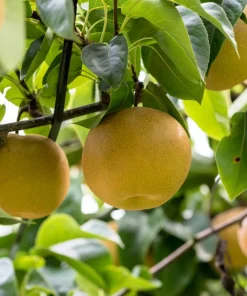 Asian Pear Tree Seeds - Pyrus Pyrifolia - 30 Seeds - Grow Your Own Fruit - Image 2