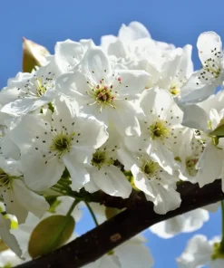 Asian Pear Tree Seeds - Pyrus Pyrifolia - 30 Seeds - Grow Your Own Fruit - Image 3