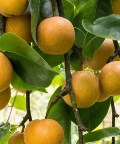 Asian Pear Tree Seeds - Pyrus Pyrifolia - 30 Seeds - Grow Your Own Fruit - Image 4