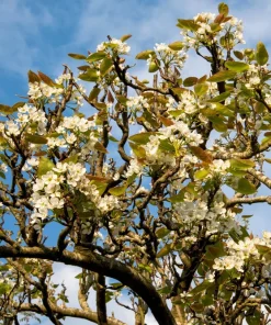 Asian Pear Tree Seeds - Pyrus Pyrifolia - 30 Seeds - Grow Your Own Fruit - Image 5