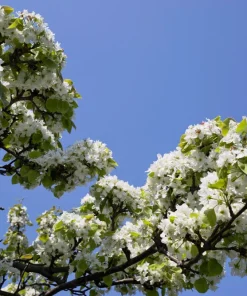 Asian Pear Tree Seeds - Pyrus Pyrifolia - 30 Seeds - Grow Your Own Fruit - Image 6
