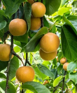 Asian Pear Tree Seeds - Pyrus Pyrifolia - 30 Seeds - Grow Your Own Fruit - Image 7