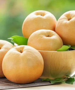 Asian Pear Tree Seeds - Pyrus Pyrifolia - 30 Seeds - Grow Your Own Fruit - Image 9