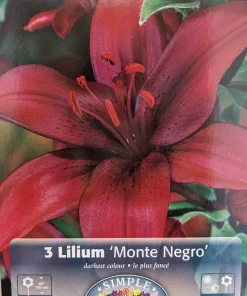 Asiatic Lily Bulbs Monte Negro - Rich Red Flowers, 3 Pack 14/16cm - Image 2