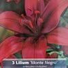 Asiatic Lily Bulbs Monte Negro - Rich Red Flowers, 3 Pack 14/16cm - Image 1