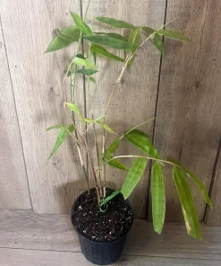 Asper michelle Bamboo in half gallon pot , Green bamboo - Image 2