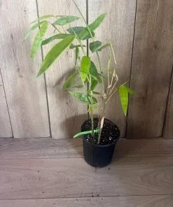 Asper michelle Bamboo in half gallon pot , Green bamboo - Image 3
