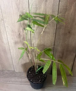 Asper michelle Bamboo in half gallon pot , Green bamboo - Image 4