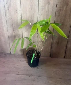 Asper michelle Bamboo in half gallon pot , Green bamboo - Image 5
