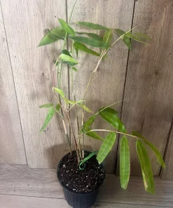 Asper michelle Bamboo in half gallon pot , Green bamboo - Image 6