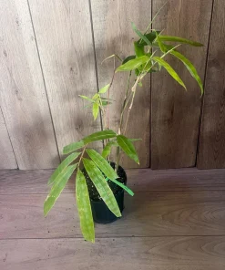 Asper michelle Bamboo in half gallon pot , Green bamboo - Image 7