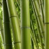 Asper michelle Bamboo in half gallon pot , Green bamboo - Image 1