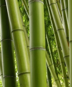Asper michelle Bamboo in half gallon pot , Green bamboo - Image 1
