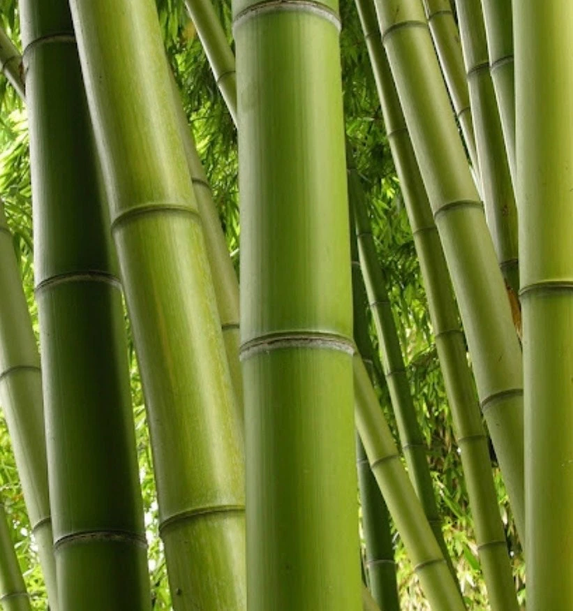 Asper michelle Bamboo in half gallon pot , Green bamboo - Image 1