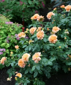 At Last Rose Bush - 4