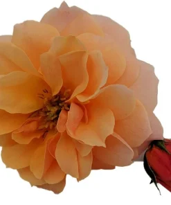 At Last Rose Bush - 4