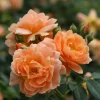 At Last Rose Bush - 4" Pot - Fragrant - Proven Winners - Image 1