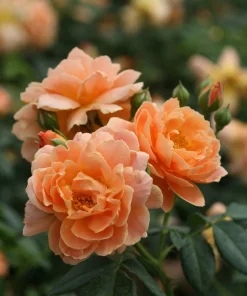 At Last Rose Bush - 4