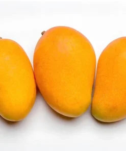 Ataulfo Mango Live Plant Seedling 4