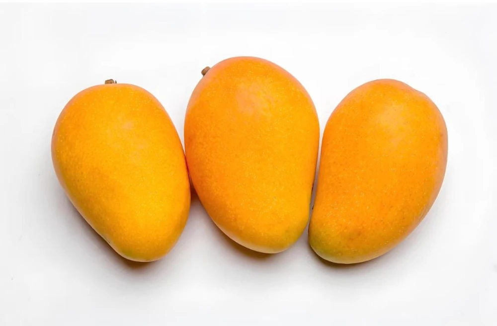 Ataulfo Mango Live Plant Seedling 4" Pot - Sweet Tropical Fruit Tree - Image 2