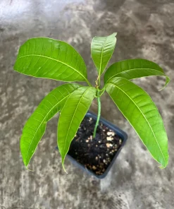 Ataulfo Mango Live Plant Seedling 4