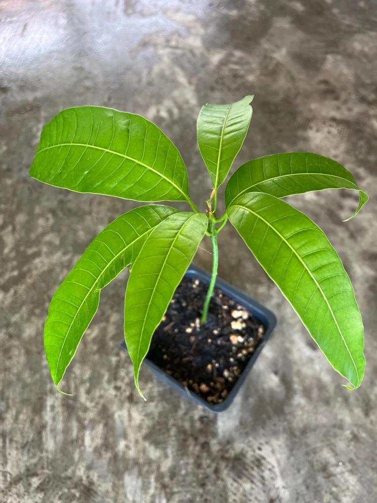 Ataulfo Mango Live Plant Seedling 4" Pot - Sweet Tropical Fruit Tree - Image 3