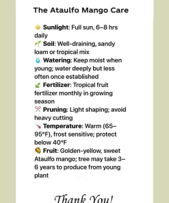 Ataulfo Mango Live Plant Seedling 4