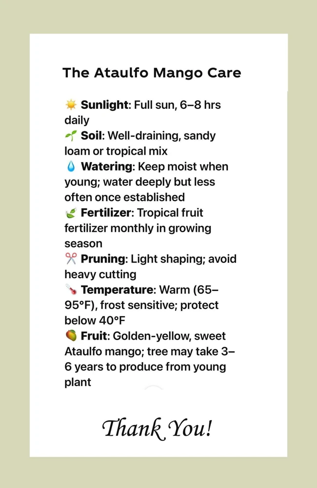 Ataulfo Mango Live Plant Seedling 4" Pot - Sweet Tropical Fruit Tree - Image 4