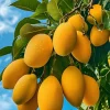 Ataulfo Mango Live Plant Seedling 4" Pot - Sweet Tropical Fruit Tree - Image 1