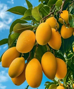 Ataulfo Mango Live Plant Seedling 4