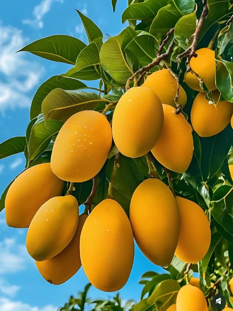 Ataulfo Mango Live Plant Seedling 4" Pot - Sweet Tropical Fruit Tree - Image 1