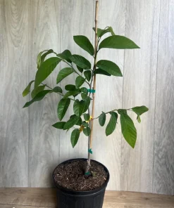 Atemoya Gefner, Grafted , in 3 Gallons Pot, Annona Hybrids - Image 2